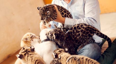 Baby Boom de cachorros de felinos en peligro de extinción en Zoológico de Vallarta
